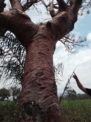 Bursera morelensis
