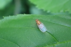 Homoneura