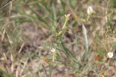 Astragalus pseudotataricus