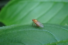 Homoneura