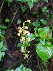Oreorchis micrantha