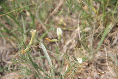Astragalus pseudotataricus