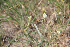Astragalus pseudotataricus