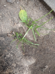 Poaceae