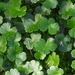 Floating Marsh Pennywort - Photo (c) Cole Gaerber, some rights reserved (CC BY-NC), uploaded by Cole Gaerber