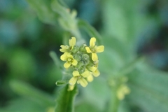 Sisymbrium officinale