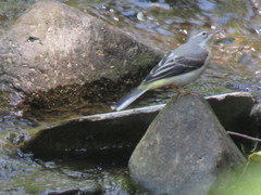 Motacilla cinerea
