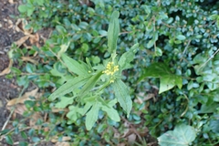 Sisymbrium officinale