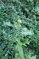 Sisymbrium officinale
