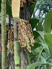 Pinanga coronata