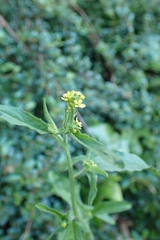 Sisymbrium officinale