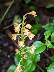 Oreorchis micrantha