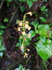 Oreorchis micrantha