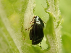 Psylliodes chalcomera