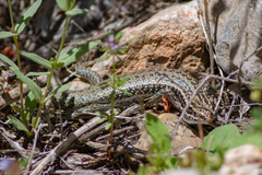 Heremites septemtaeniatus