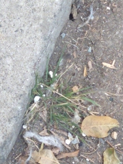 Poaceae