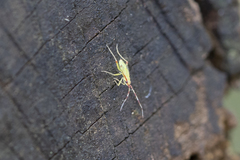 Campyloneura virgula