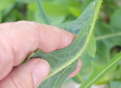 Lactuca serriola