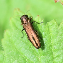 Agrilus cuprescens