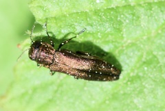 Agrilus cuprescens