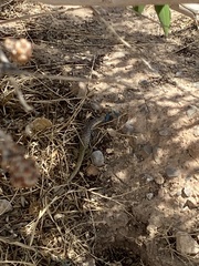 Aspidoscelis tesselatus