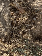 Aspidoscelis tesselatus