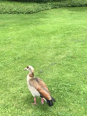 Alopochen aegyptiaca