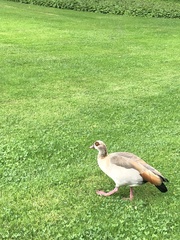 Alopochen aegyptiaca