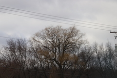 Populus deltoides deltoides