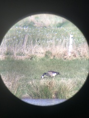 Branta canadensis