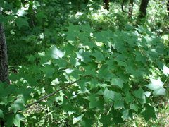 Acer laetum