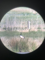 Branta canadensis