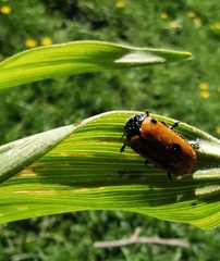 Clytra quadripunctata