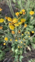 Pilosella echioides