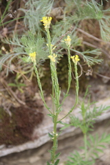 Erysimum cuspidatum