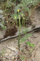 Erysimum cuspidatum