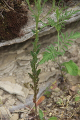 Erysimum cuspidatum