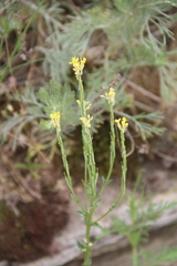 Erysimum cuspidatum