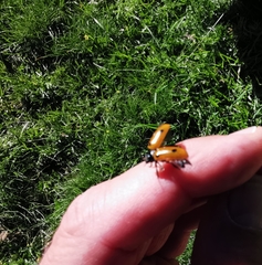 Clytra quadripunctata