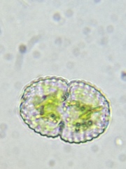 Cosmarium amoenum