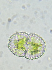 Cosmarium amoenum