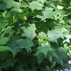 Acer laetum