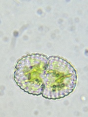 Cosmarium amoenum