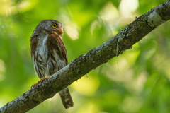 Glaucidium sanchezi