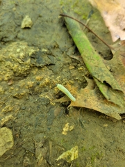 Tethida barda