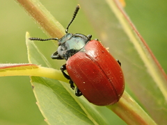Chrysomela saliceti