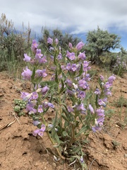 Penstemon eriantherus