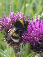 Bombus