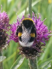 Bombus