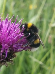 Bombus
